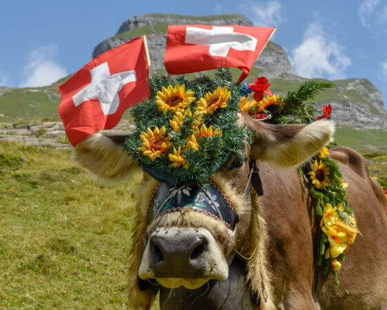 Actions Suisses : L’Amour Vache